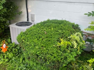 Bush Trimming by Jimmy Zapata for Mia H. in Peoria, IL