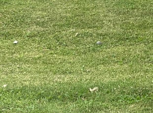 Leena G.'s Lawn Maintenance service result