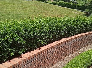 Bush Trimming by Dennis Hollis for Jonathan B. in Tallahassee, FL