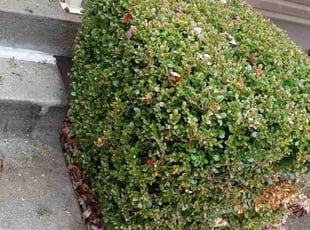 Bush Trimming by Lance Reynolds for Franklin C. in Kansas City, MO