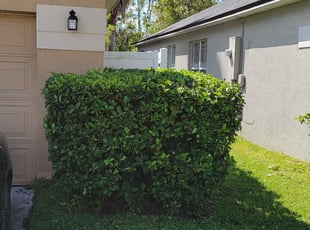 Bush Trimming by Christopher Roberts for Chantre S. in Orlando, FL