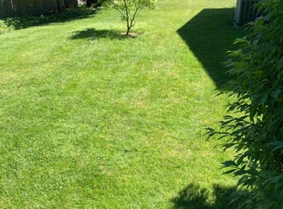 Abhishek P.'s Lawn Service service result