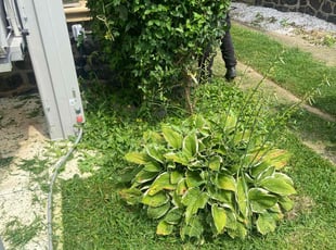 Bush Trimming by Mariah Mercado for Robert D. in Wilmington, DE