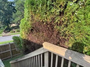 Bush Trimming by Rahsaan Simpson for Curtis M. in Fort Washington, MD