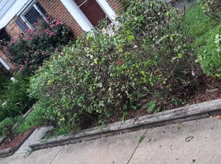 Bush Trimming by Jessica Porter for BIANCA L. in Hyattsville, MD