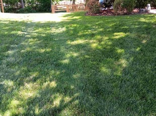 Wilhelmina W.'s Yard Cutting service result