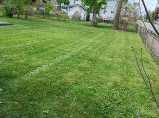Tangela R.'s Lawn Mowing service result