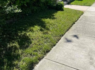 Irene S.'s Grass Cutting service result