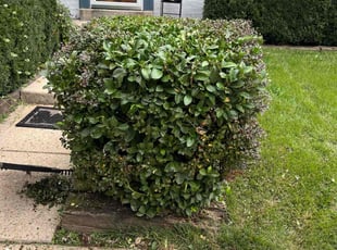Bush Trimming by Jason Scott for Gregory P. in Gaithersburg, MD
