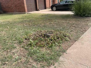 Bush Trimming by Trae Tindall for Christine H. in Round Rock, TX