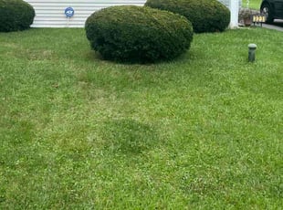 Tiffani T.'s Lawn Maintenance service result