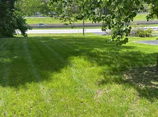Ronald H.'s Lawn Mowing service result