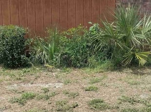 Bush Trimming by Willie Carmichael Jr for Michelle M. in Apopka, FL