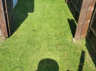 Shauntae A.'s Lawn Care service result