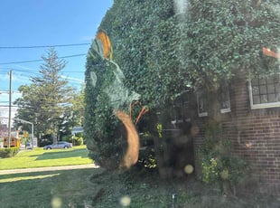 Bush Trimming by Nicholas Harvey for Tia p. in Lynbrook, NY