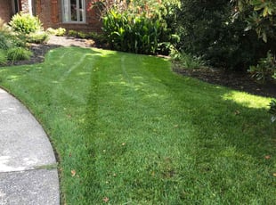 Anthony F.'s Lawn Mowing service result