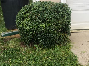 Bush Trimming by Johnathan Pope for Selina M. in Charlotte, NC