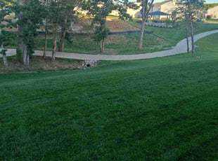 LaQuesha Q.'s Lawn Mowing service result