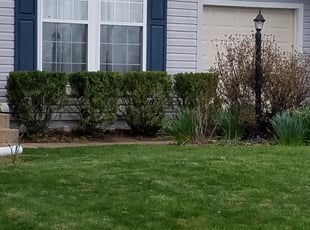 Bush Trimming by Mark Burke for Matt J. in Manassas, VA