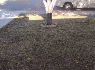 Leaf Removal by David Mehndi for Russell A. in Sparks, NV
