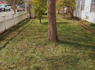 Dan W.'s Lawn Mowing service result