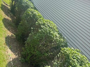 Bush Trimming by Simmie Isabell for Nadia B. in Crown Point, IN