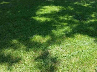 Gloria P.'s Lawn Maintenance service result