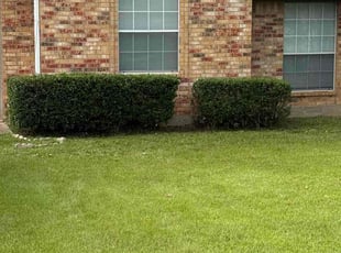 Bush Trimming by Allan Webb for Shazondra L. in Shreveport, LA