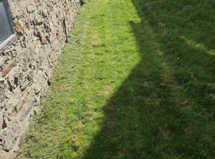 Benjamin N.'s Lawn Mowing service result
