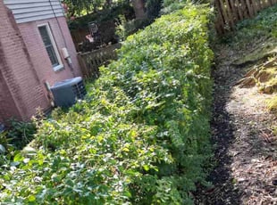 Bush Trimming by Allan Roberts for Denise K M. in Arlington, VA