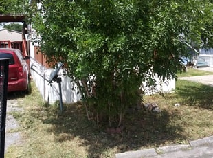 Bush Trimming by Jason Westgor for Stella G. in San Antonio, TX