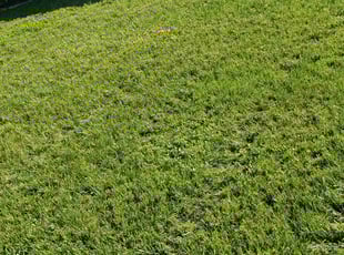 Crystal M.'s Lawn Mowing Service service result