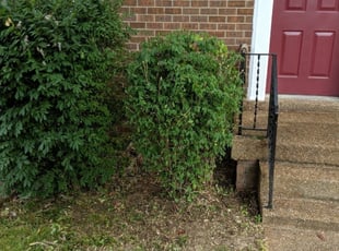 Bush Trimming by George Androney for Nicholas G. in Nashville, TN