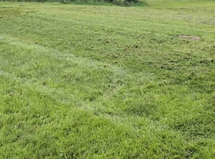Casey H.'s Lawn Mowing Service service result