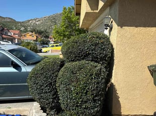 Bush Trimming by Mario Monje for Sylvia D. in Fontana, CA