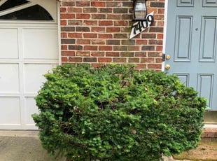 Bush Trimming by Tyler Isaacs for James M. in Landover, MD