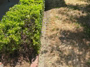 Bush Trimming by Jim Haak for Nikki R. in Citrus Heights, CA