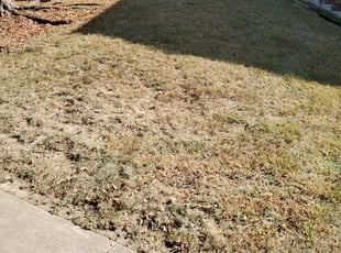 Bush Trimming by Phillip Lopez for Jennifer N. in Kansas City, MO