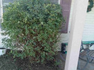 Bush Trimming by stacy craven for Marck T. in Amarillo, TX