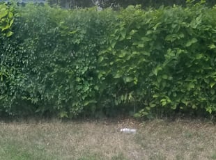 Bush Trimming by Kyle Anderson for Patricia B. in Minneapolis, MN