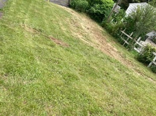 Weeding by Miquell Davis for Christina L. in Danbury, CT