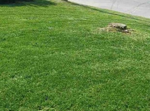 Brandy B.'s Lawn Care service result