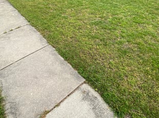 Bush Trimming by Stevo Lee for William N. in East Riverdale, MD