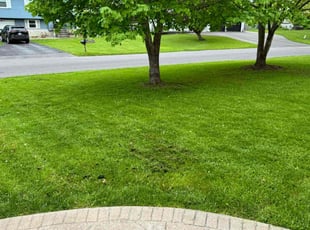 Annette H.'s Yard Cutting service result