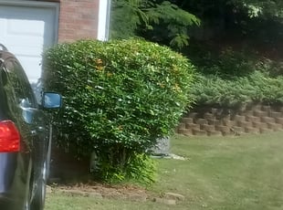 Bush Trimming by Jason Bullion for Ryan K. in Simpsonville, SC
