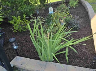 Mulching by Mayra Seliceo for Prabhu S. in Apex, NC
