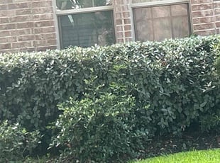 Bush Trimming by JosΓ© Gonzalez for Didarjan A. in Richmond, TX