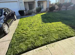 Kenneth P.'s Lawn Service service result