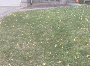 Leaf Removal by Judy Gonzalez for Rodrigo N. in Omaha, NE