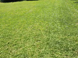 Marcial B.'s Yard Cutting service result